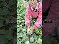 आखिर फार्म में पैदा हुए खरबूज कैसे होते हैं।। #shorts #youtubeshorts #fruit #melon #farming #farm