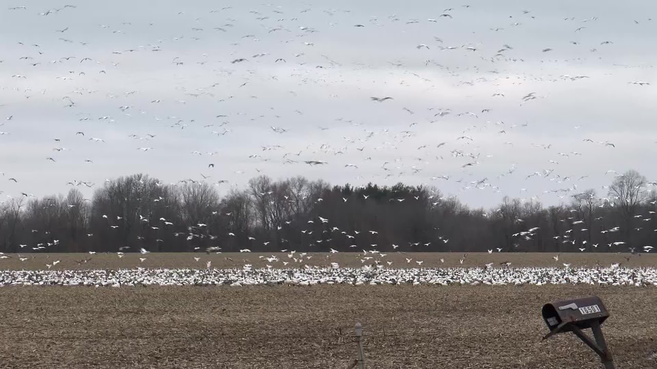 DNR explains Why geese flock to Indiana farm fields during winter months