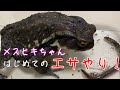 【ヒキガエルの捕食】メスヒキちゃんうちに来て初めての餌やり