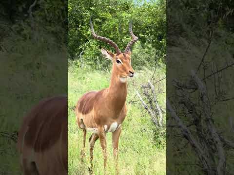 Video: Impala antilopa: značilnosti živali