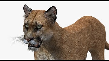 Puma Animal (Cougar or Mountain Lion) 3D Model | PROmax3D