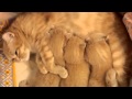 Милые маленькие кошки мурлыкают видео смешные кошки