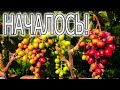 ВИНОГРАДНИК НА 26.07.21г.  КУРСКАЯ ОБЛАСТЬ