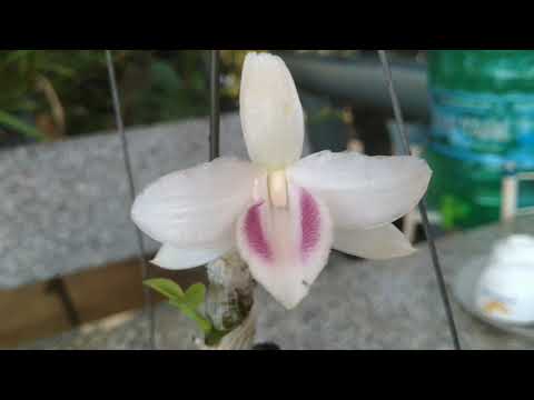 Ngắm hoa lan - một bông hoa 5ct mới xổ - mr Chuối
