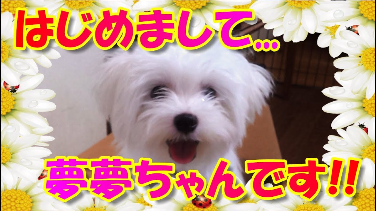 はじめまして マルチーズとヨーキーのミックス犬 Youtube