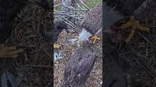 Download Lagu #394P- Review parent and baby birds life in their nest, bird nest with beautiful nature #birdslover MP3 Download Lagu #394P- Review parent and baby birds life in their nest, bird nest with beautiful nature #birdslover MP3