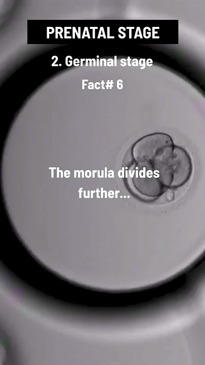 The morula then divides further, forming a blastocyst. 👇👇👇