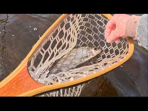 Spring Fishing on the River Ayr | Cold Water, Bright Sun