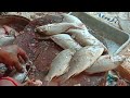 Small size Koduva fish cutting / VPM Ramesh fish shop and expert cutting way food