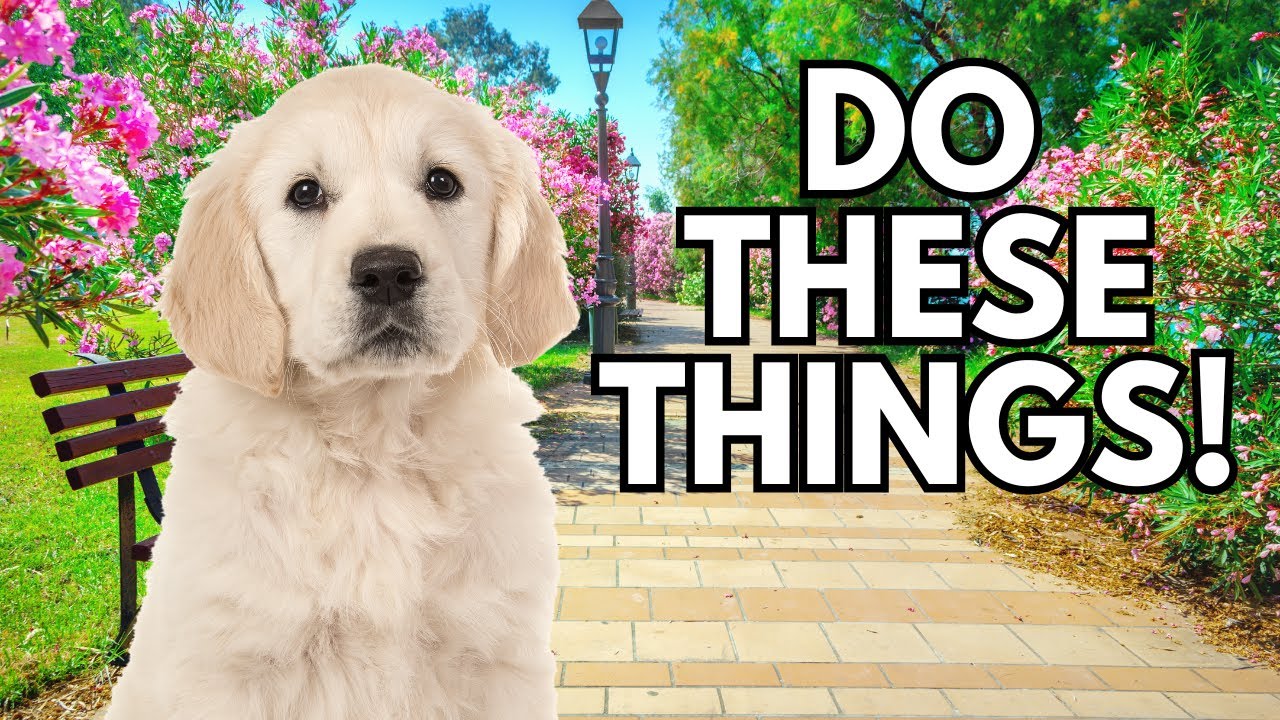 20 Surprising Things Your Dog Wants You to Know Right Now!