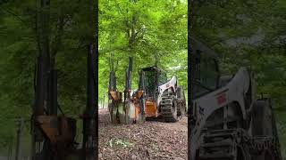 How trees are moved: Surprising techniques behind tree relocation #shorts #trending