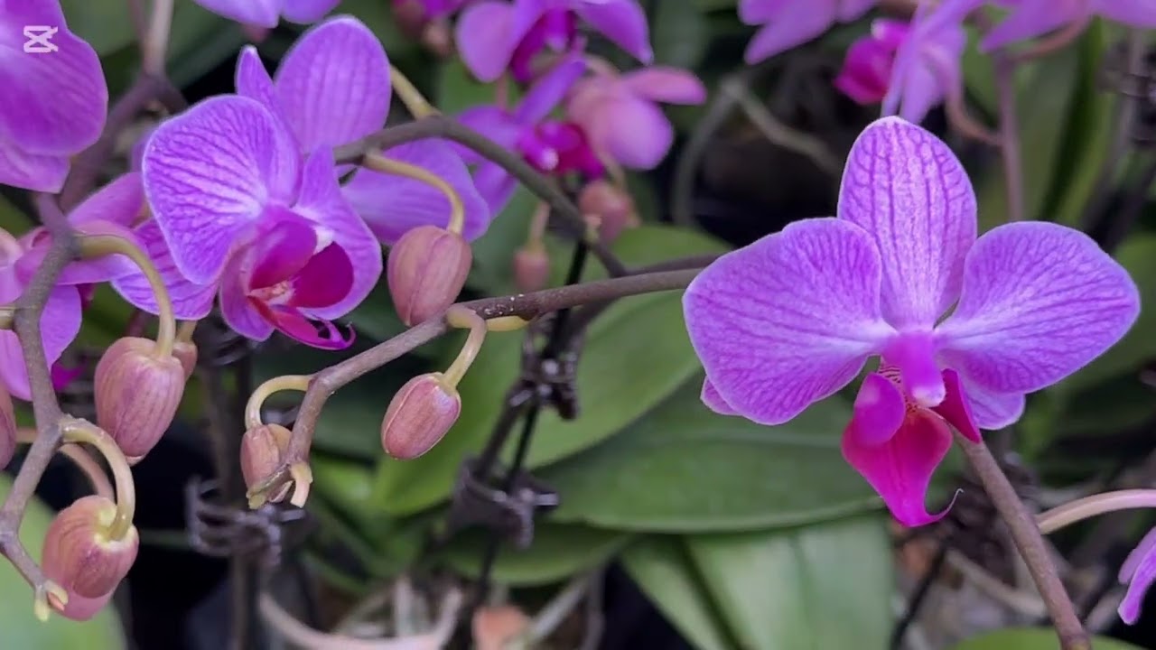 Китайские орхидеи. Какие они?