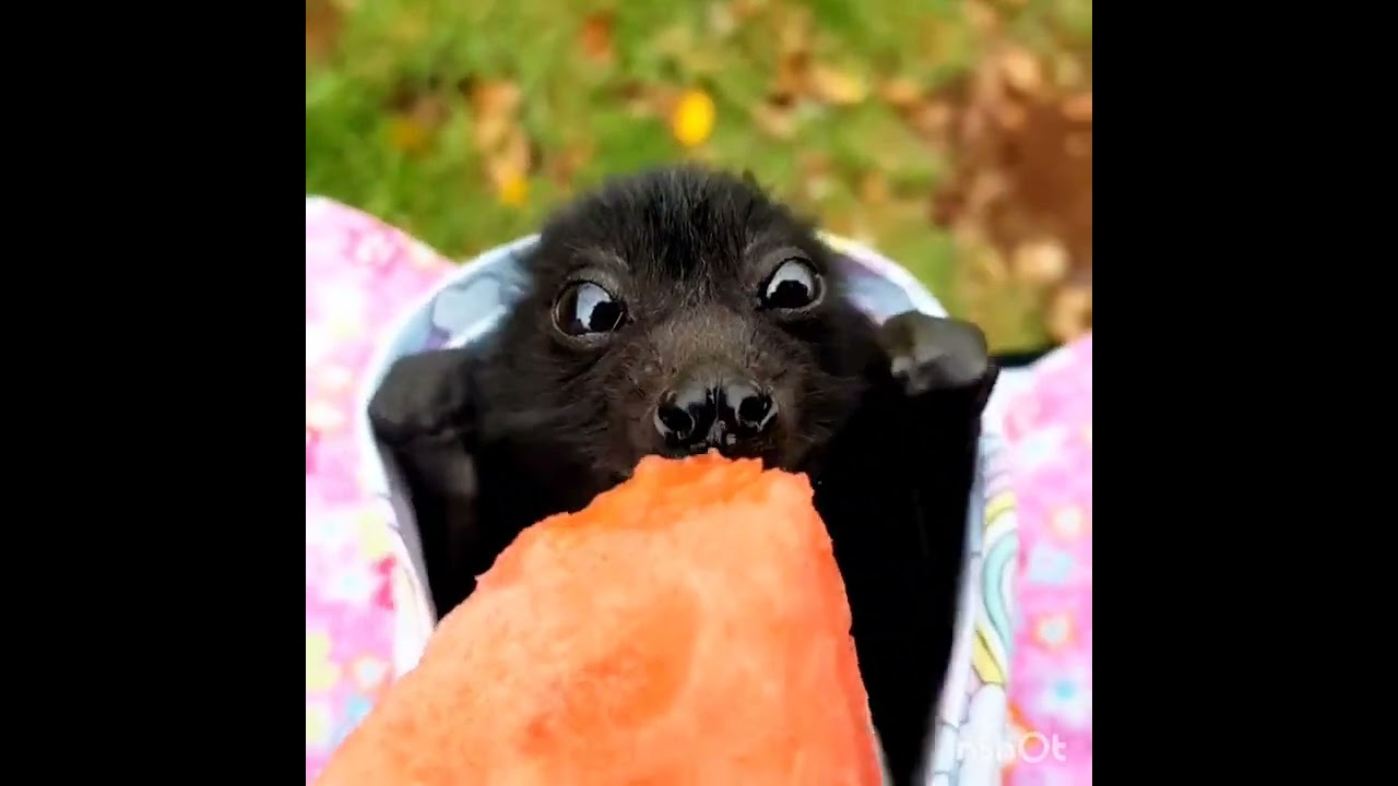 Baby bat eating watermelon 🍉🍉🍉 YouTube