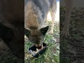 косточки #собаки #еда #косточки