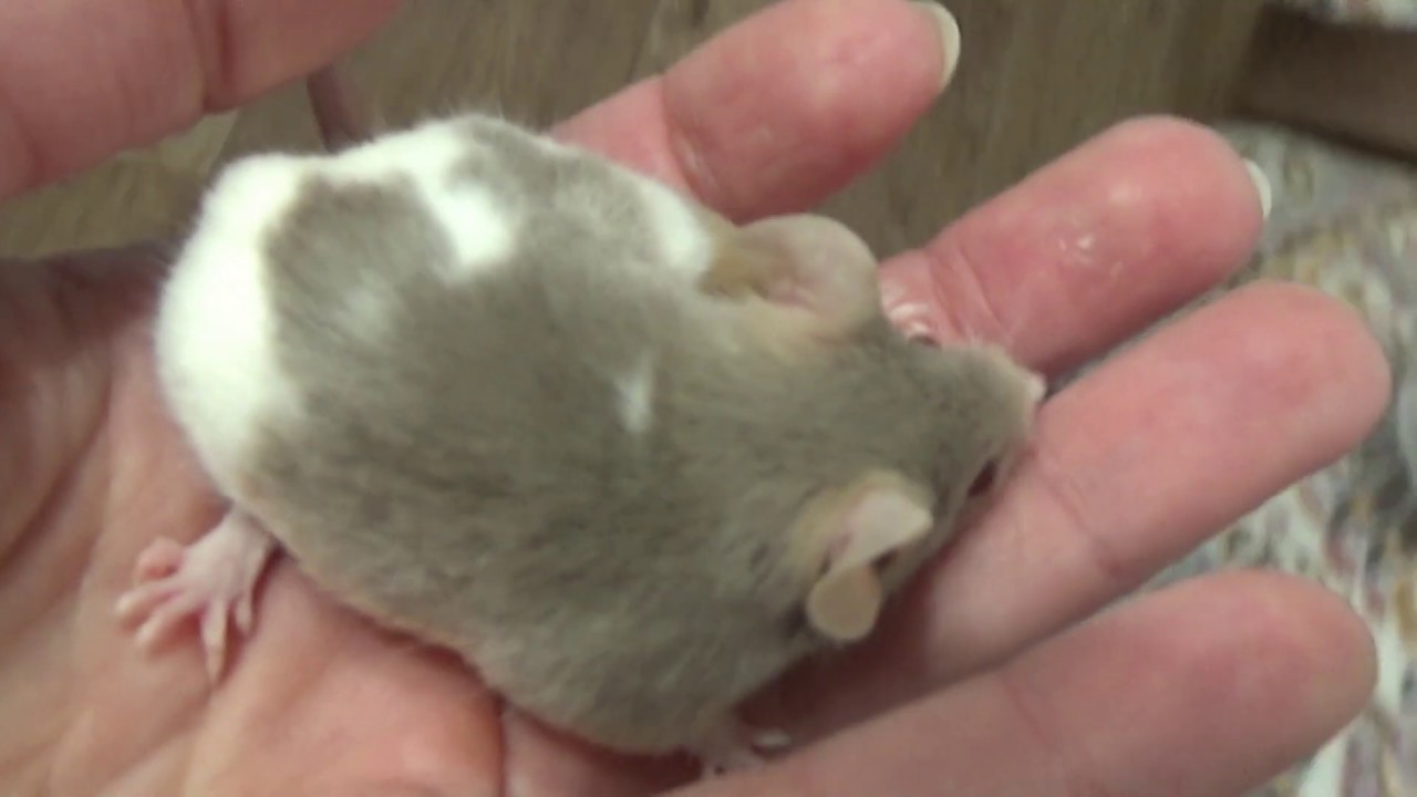 Спаривание Конфетки с Какао! Повторное спаривание Фисташки и Шафрана! (Размножение мышей)