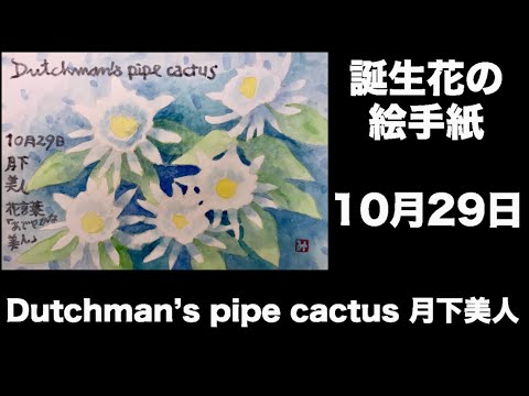 誕生花の絵手紙 10月29日 Dutchman S Pipe Cactus 月下美人 Youtube
