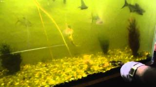 Various Species Of Fishes In Nehru Zoological Park, Part - 1. screenshot 2