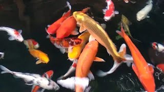 IKAN KOI CANTIK DI KOLAM...  | IKAN CANTIK | IKAN HIAS