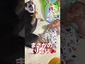 豆柴と弟くん赤ちゃんか仲良しすぎてかわいすぎる【柴犬】#Shorts