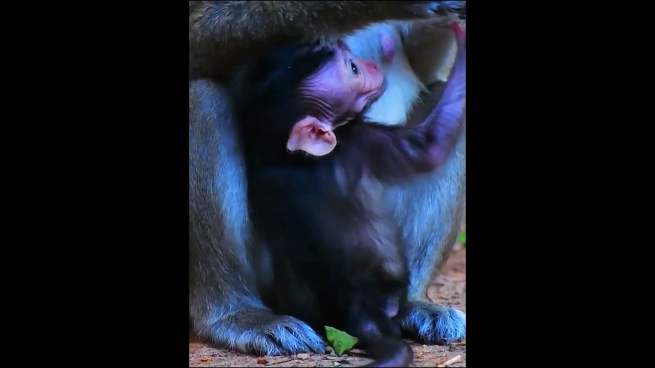 Cutest Newborn Baby Monkey