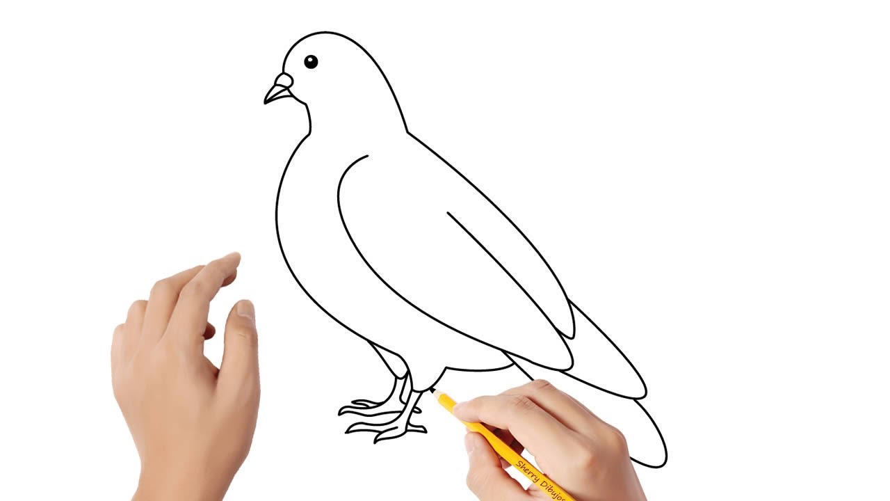 Cómo dibujar una paloma | Dibujos sencillos - thptnganamst.edu.vn