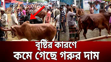 শেষ মুহূর্তে কমতে শুরু করেছে গরুর দাম ! | Goru bazar | Bangla News | Mytv News