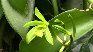 Pollinating Vanilla