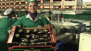 Processing and sorting line for Eggplants - UNITEC