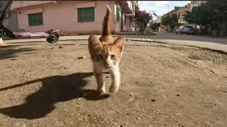 little cat sees me and comes running towards me.and wants food and love from me,and her friend come