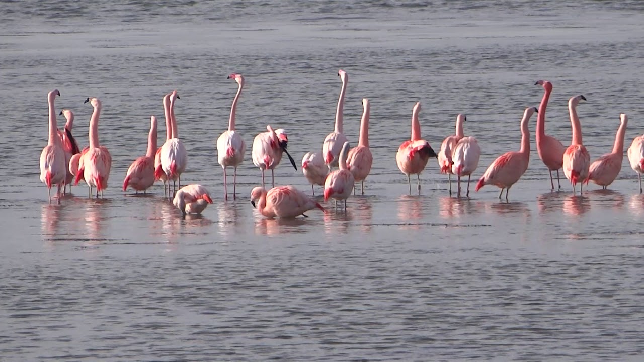 Flamingo's op het Grevelingenmeer 2020. - YouTube