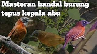 BESETAN SUPER TAJAM masteran burung tepus kepala abu terbaru 2024