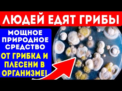 Видео: Грибковая инфекция (пневмоцистоз) легких у собак