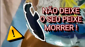 O que fazer quando o beta está morrendo?