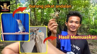 trap ashy tailorbird with ashy tailorbird trapper || get a lot of wild ashy tailorbird