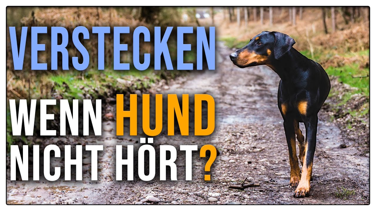 Rückwärtsniesen Hund Hört Nicht Auf www.youtube.com