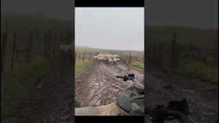 Incredible Shepherd's Dash: Herding Magic Unleashed! 🐾