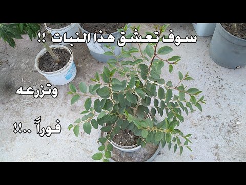 معلومات هامة عن شجرة السدر النبق وكيفية زراعة النبق فى أصص بالمنزل