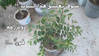 معلومات هامة عن شجرة السدر(النبق) وكيفية زراعة النبق فى أصص بالمنزل  🌱🌱