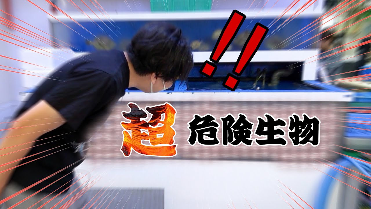 Я купил кучу сумасшедших рыбок в аквариуме на рынке.