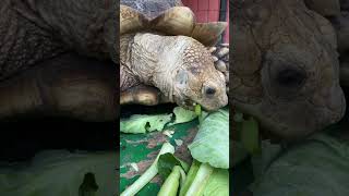 Kura-Kura Besar Ngamuk dan melotot akibat telat makan #turtle #animals #pets #tortoise #reptiles