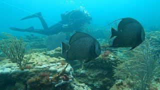 Spectacular Oakland Park Reef Dive 2024-03-09