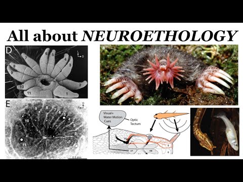 Introduction to Neuroscience 2: Lecture 26: Neuroethology