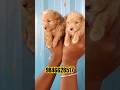 Maltipoo puppies in kerala #shorts #shortsfeed #shortsviral