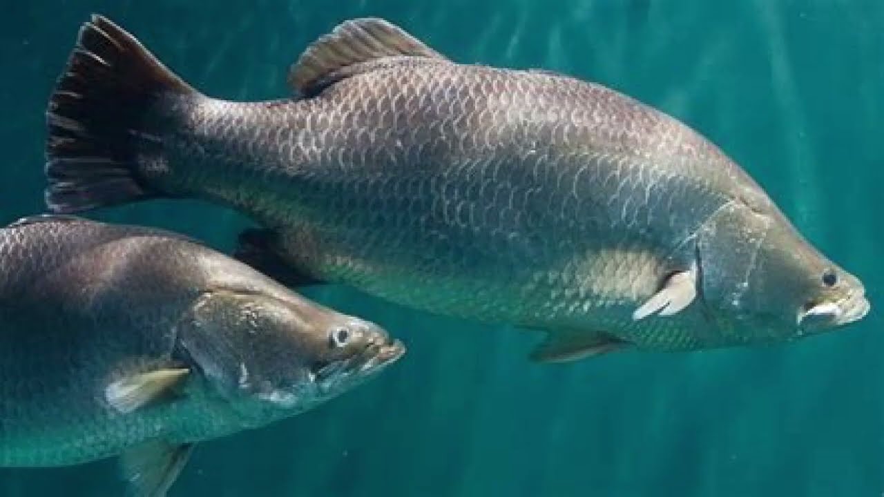 Liberation (Radio Edit) - Dr. Jaxon's Elixir Of Life