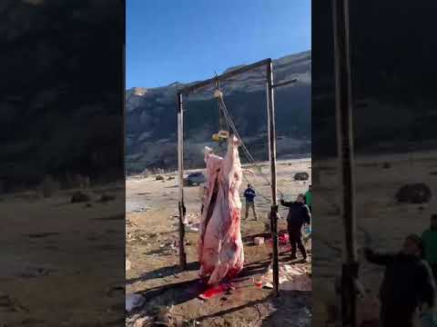 Видео: Казахска белоглава порода крави: характеристики, характеристики и прегледи