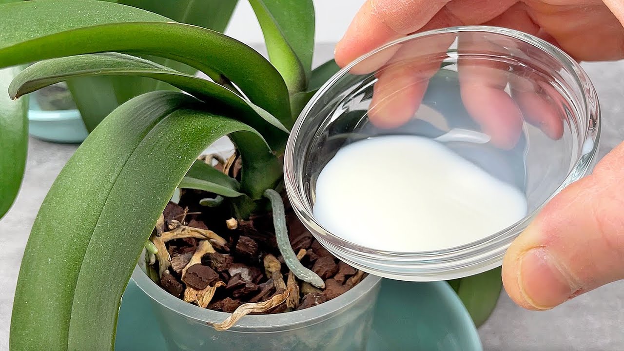 Просто полей этим! И орхидеи цветут как сумасшедшие целый год!