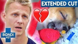 Heartbreaking Condition Discovered On Chihuahua  VOTH Extended Cuts | Bondi Vet
