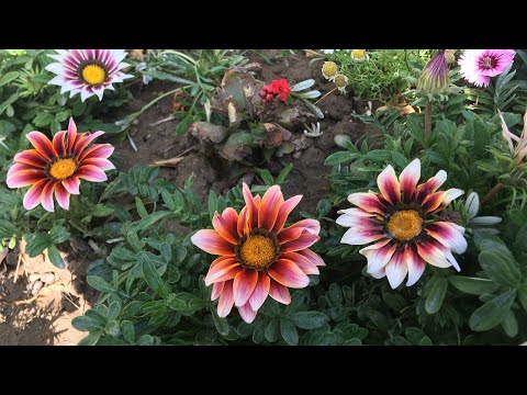 Video: Gazanias Yetiştirmek İçin İpuçları: Gazania Bitki Bakımı Hakkında Bilgi