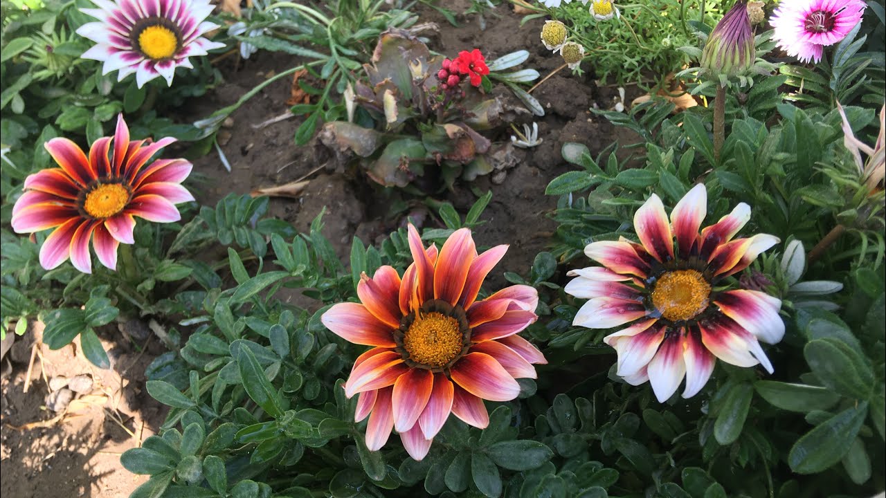 Gazanya, Hazine veya Koyun Gözü Çiçeği Nasıl Yetişir ve Çoğaltılır, Gazania Göksel’in Kanalı