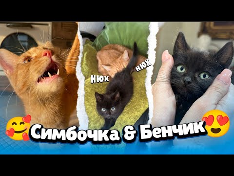 Видео: Самые милые видео Симбочки и Бенчика🥰